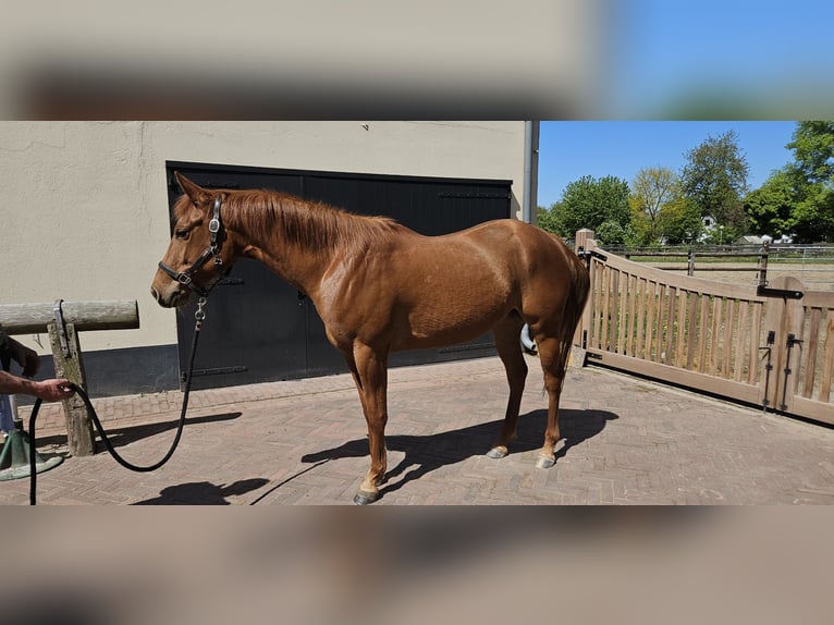 American Quarter Horse Stute 4 Jahre 152 cm Fuchs in Kranenburg