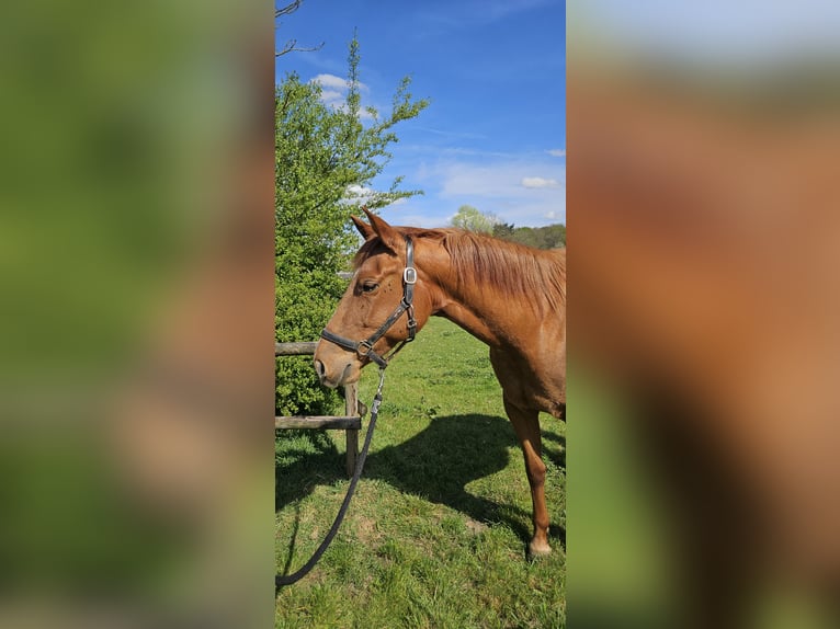 American Quarter Horse Stute 4 Jahre 152 cm Fuchs in Kranenburg
