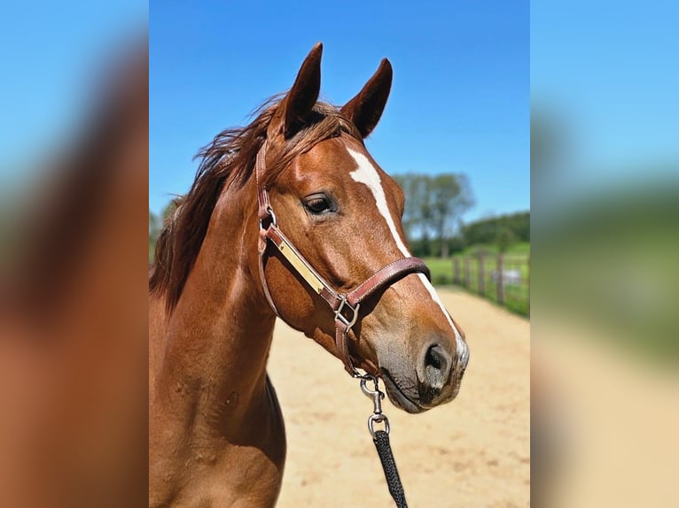 American Quarter Horse Stute 4 Jahre 152 cm Fuchs in Westermoor