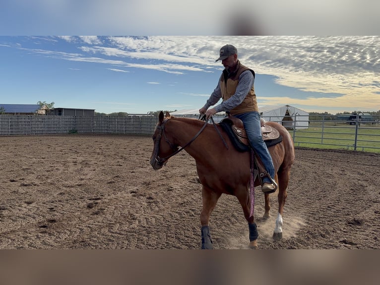 American Quarter Horse Stute 4 Jahre 152 cm Fuchs in Bad Segeberg