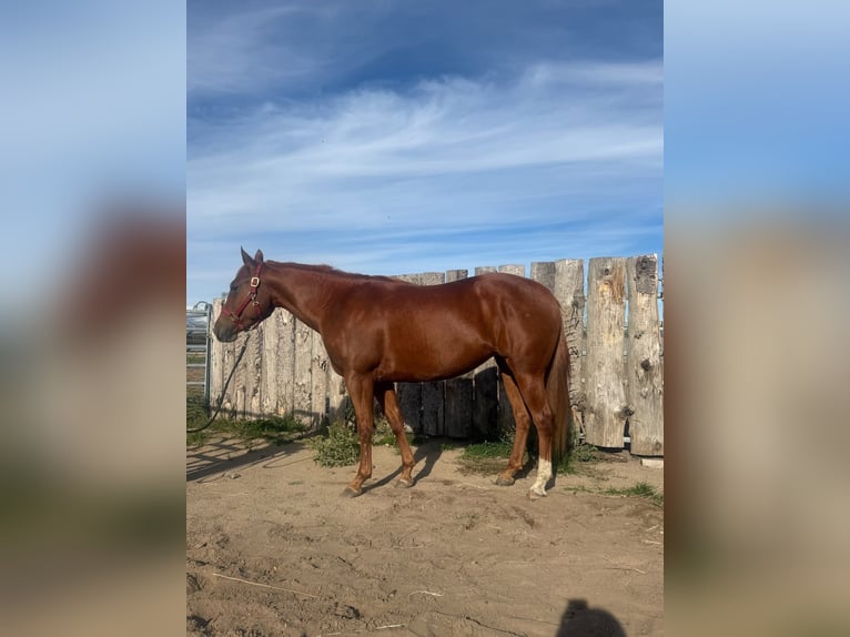 American Quarter Horse Stute 4 Jahre 152 cm Fuchs in Bad Segeberg
