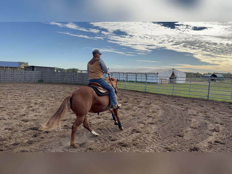American Quarter Horse Stute 4 Jahre 152 cm Fuchs in Bad Segeberg