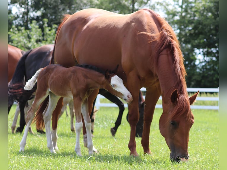 American Quarter Horse Stute 4 Jahre 152 cm Fuchs in Oberhausen
