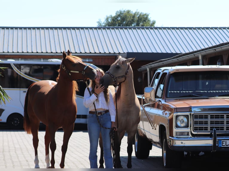 American Quarter Horse Stute 4 Jahre 152 cm Fuchs in Oberhausen