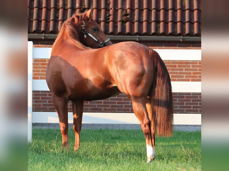American Quarter Horse Stute 4 Jahre 152 cm Fuchs in Oberhausen