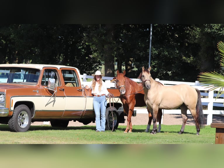 American Quarter Horse Stute 4 Jahre 152 cm Fuchs in Oberhausen