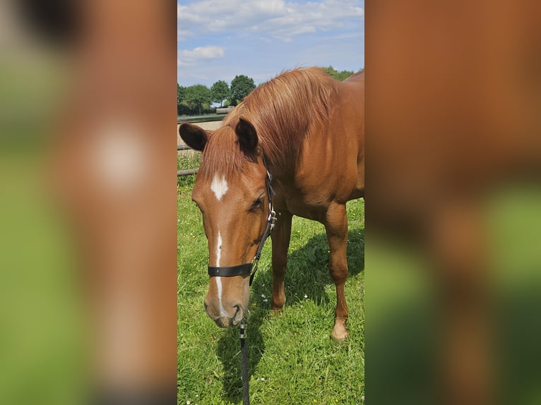 American Quarter Horse Stute 4 Jahre 152 cm Fuchs in Kranenburg