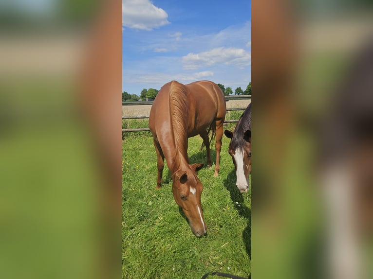 American Quarter Horse Stute 4 Jahre 152 cm Fuchs in Kranenburg