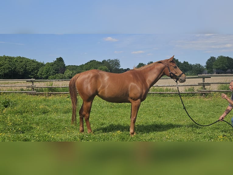 American Quarter Horse Stute 4 Jahre 152 cm Fuchs in Kranenburg