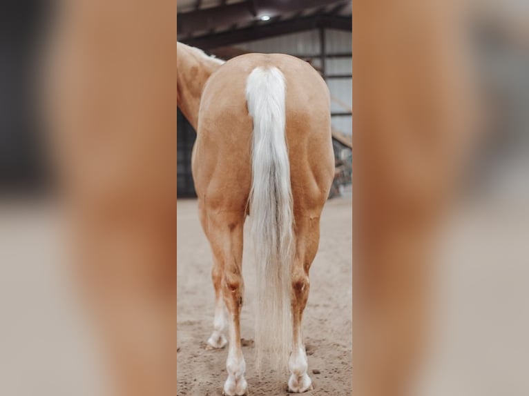 American Quarter Horse Stute 4 Jahre 152 cm Palomino in Cheyenne