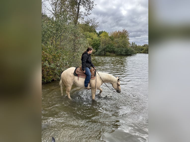 American Quarter Horse Stute 4 Jahre 152 cm Palomino in Dewitt