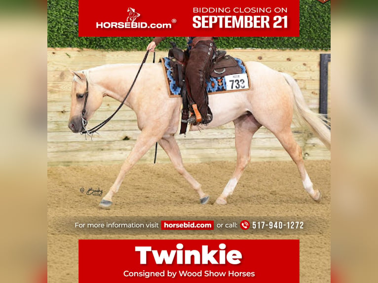 American Quarter Horse Stute 4 Jahre 152 cm Palomino in Dewitt
