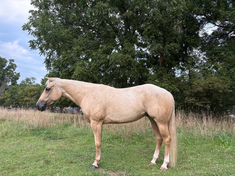 American Quarter Horse Stute 4 Jahre 152 cm Palomino in Dewitt