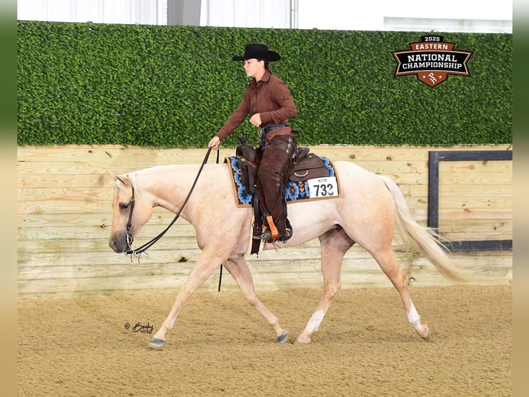 American Quarter Horse Stute 4 Jahre 152 cm Palomino in Dewitt