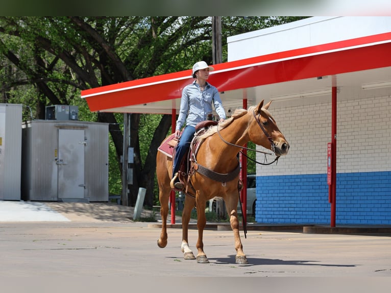 American Quarter Horse Stute 4 Jahre 152 cm Palomino in Ripley