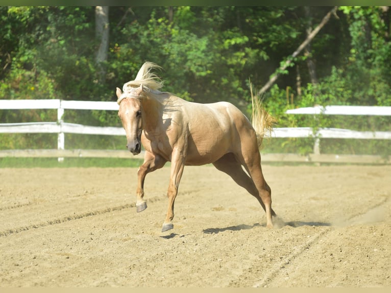 American Quarter Horse Stute 4 Jahre 152 cm Palomino in Warwick