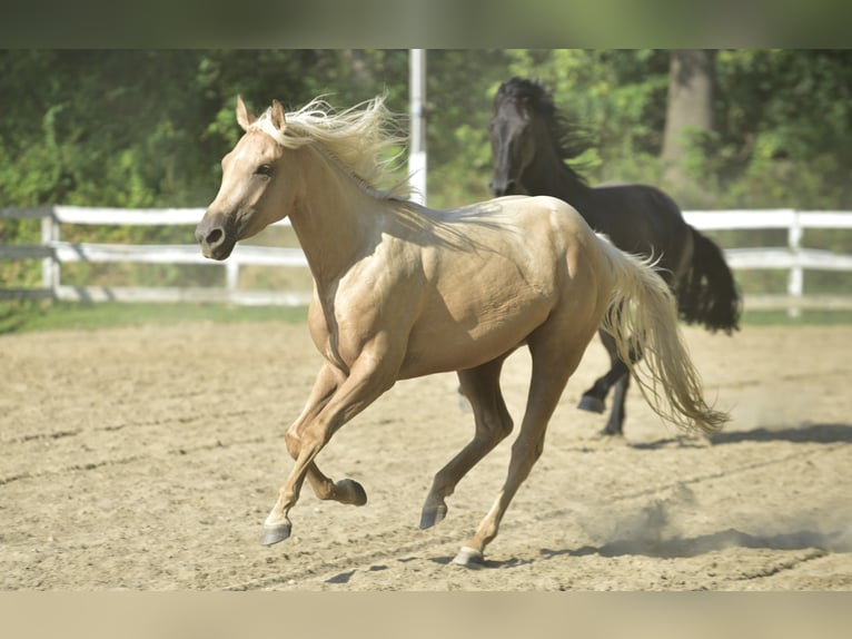 American Quarter Horse Stute 4 Jahre 152 cm Palomino in Warwick