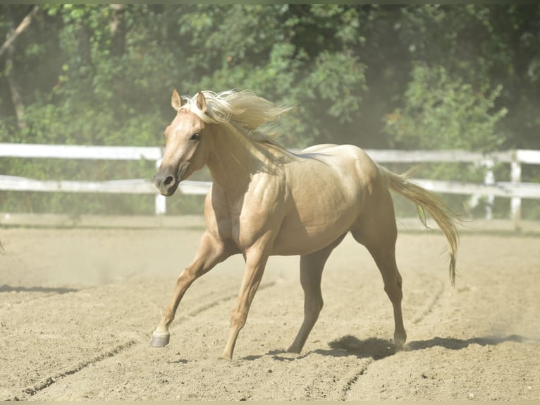 American Quarter Horse Stute 4 Jahre 152 cm Palomino in Warwick