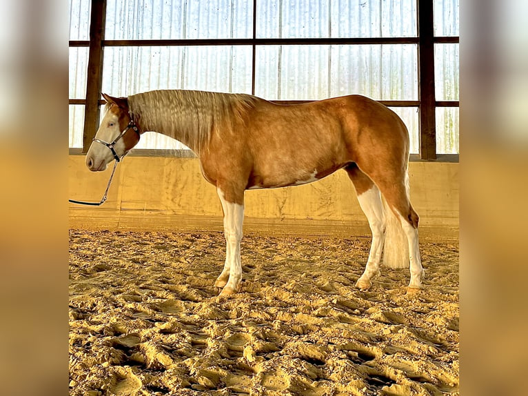 American Quarter Horse Stute 4 Jahre 152 cm Palomino in Steyerberg Deblinghausen