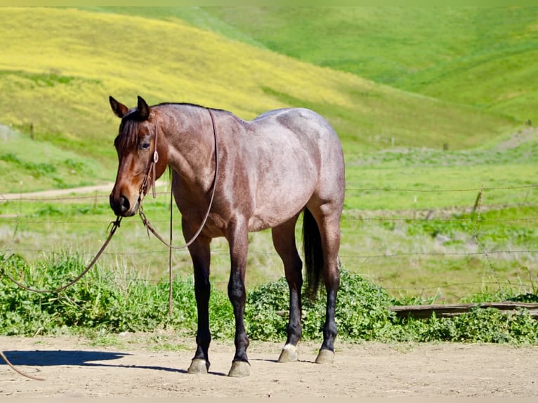 American Quarter Horse Stute 4 Jahre 152 cm Roan-Bay in Tres Pinos