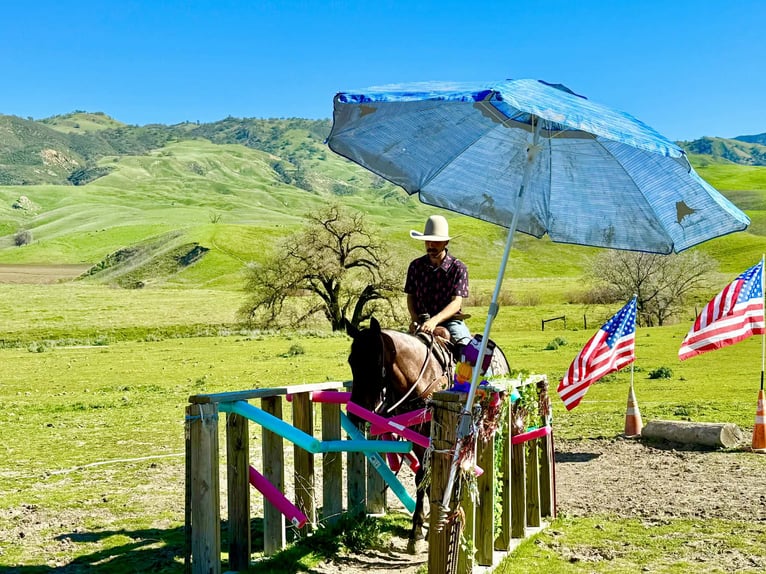 American Quarter Horse Stute 4 Jahre 152 cm Roan-Bay in Tres Pinos