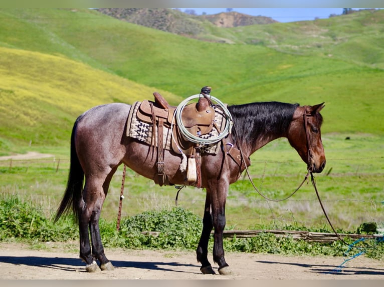 American Quarter Horse Stute 4 Jahre 152 cm Roan-Bay in Tres Pinos