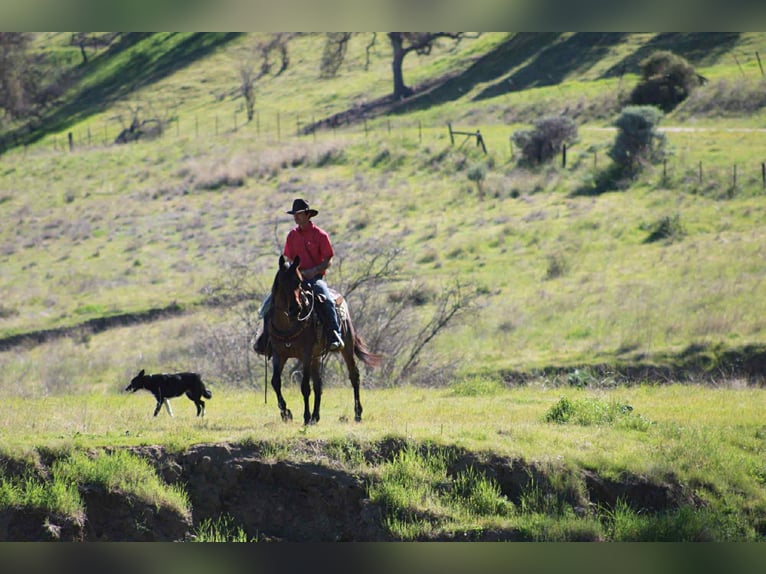 American Quarter Horse Stute 4 Jahre 152 cm Roan-Bay in Tres Pinos
