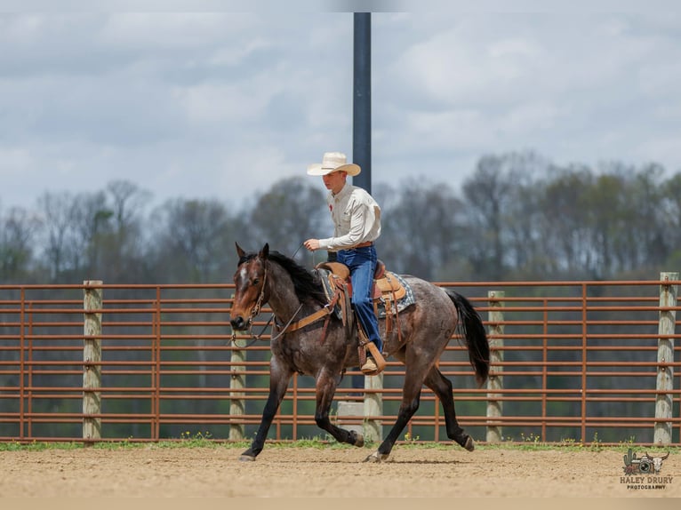 American Quarter Horse Stute 4 Jahre 152 cm Roan-Bay in Auburn