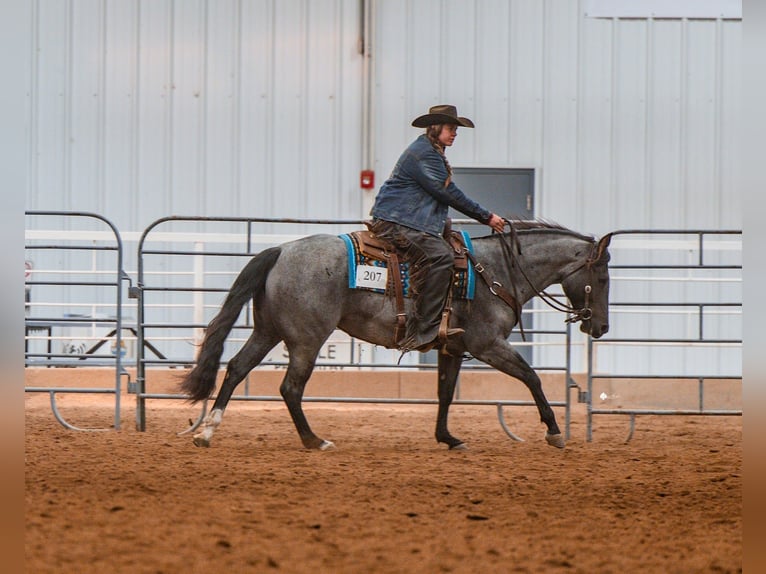 American Quarter Horse Stute 4 Jahre 152 cm Roan-Blue in Grand Island