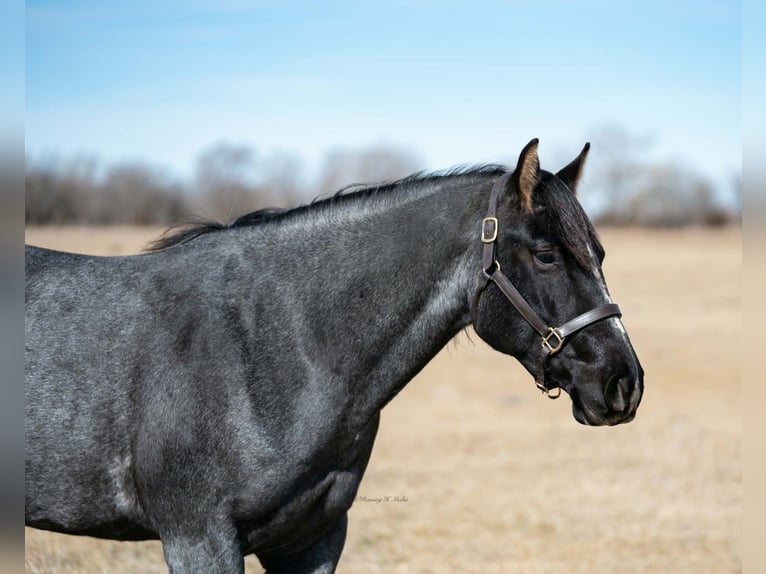 American Quarter Horse Stute 4 Jahre 152 cm Roan-Blue in Grand Island