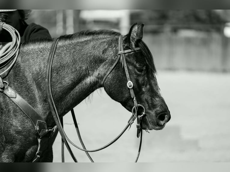 American Quarter Horse Stute 4 Jahre 152 cm Roan-Blue in Grand Island
