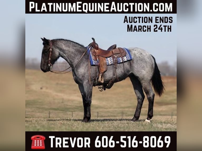 American Quarter Horse Stute 4 Jahre 152 cm Roan-Blue in Parkers Lake KY