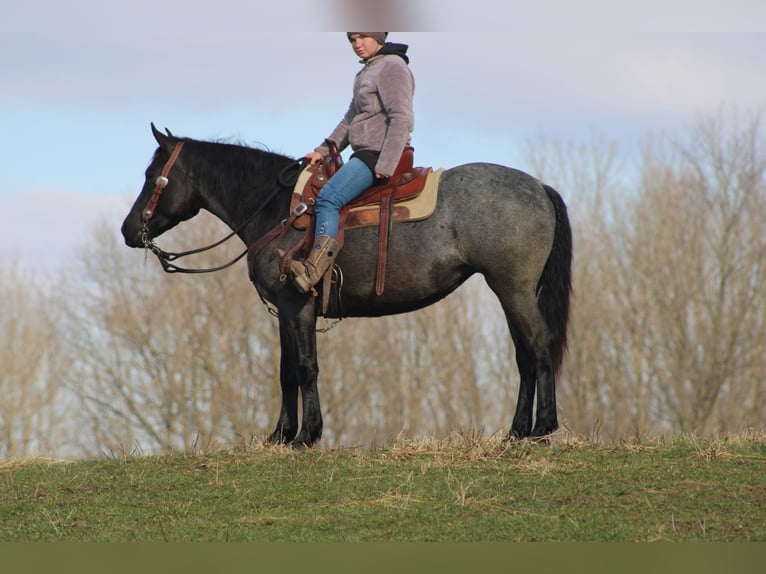 American Quarter Horse Mix Stute 4 Jahre 152 cm Roan-Blue in Millersburg