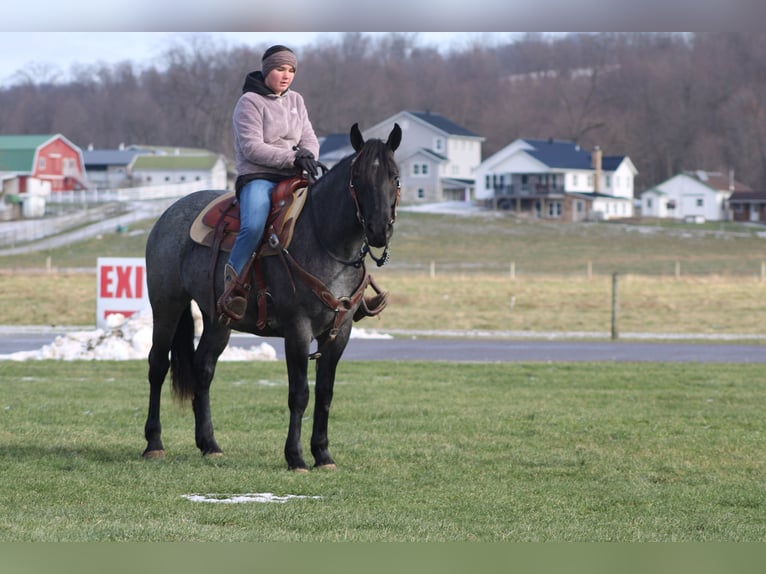 American Quarter Horse Mix Stute 4 Jahre 152 cm Roan-Blue in Millersburg