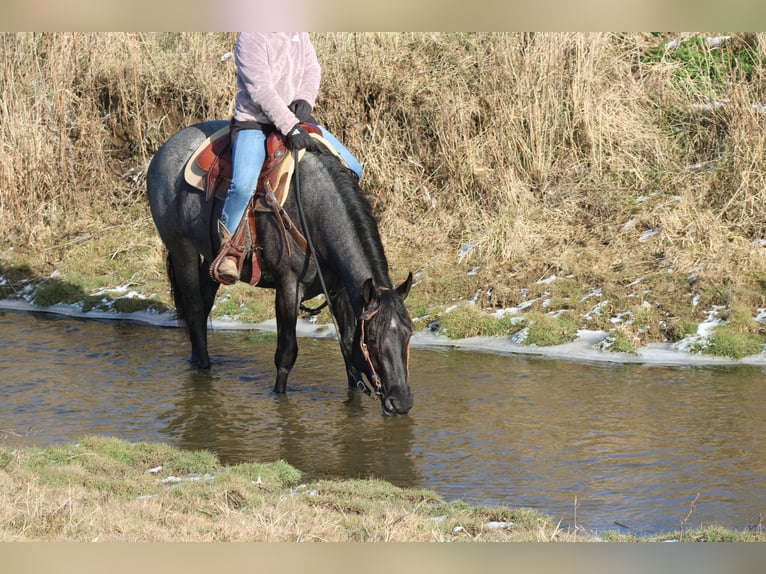 American Quarter Horse Mix Stute 4 Jahre 152 cm Roan-Blue in Millersburg