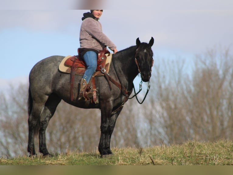 American Quarter Horse Mix Stute 4 Jahre 152 cm Roan-Blue in Millersburg