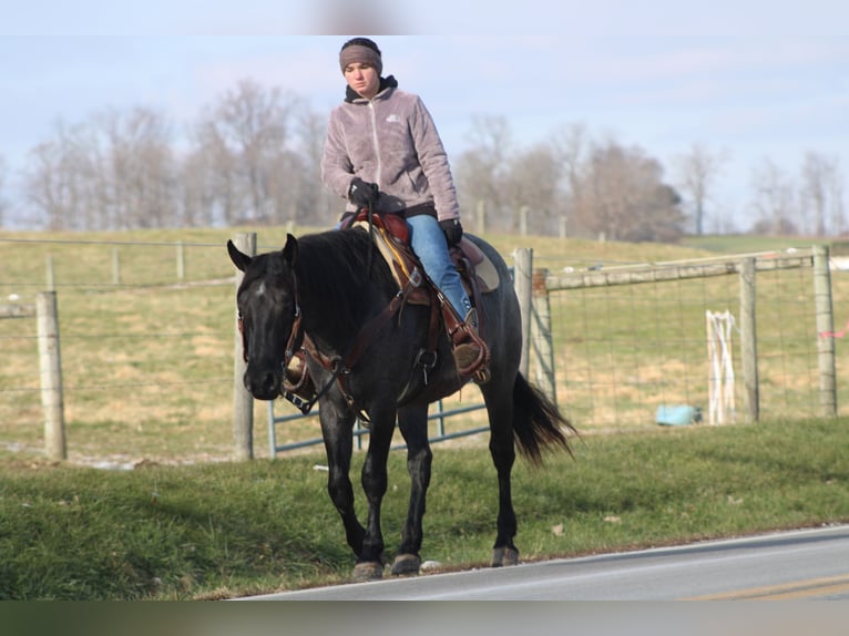 American Quarter Horse Mix Stute 4 Jahre 152 cm Roan-Blue in Millersburg