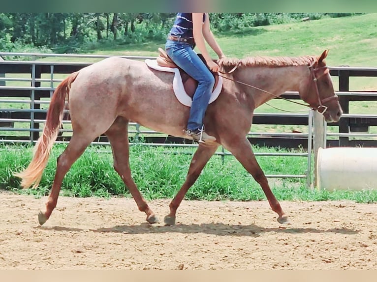 American Quarter Horse Stute 4 Jahre 152 cm Roan-Red in Robards, KY