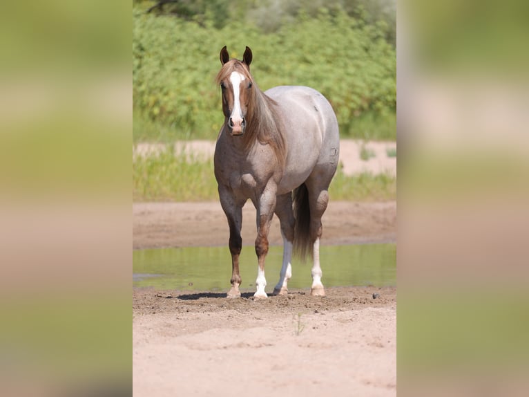 American Quarter Horse Stute 4 Jahre 152 cm Roan-Red in Belen
