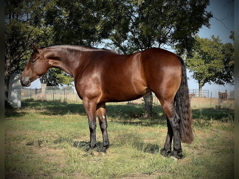 American Quarter Horse Stute 4 Jahre 152 cm Rotbrauner in Lipan