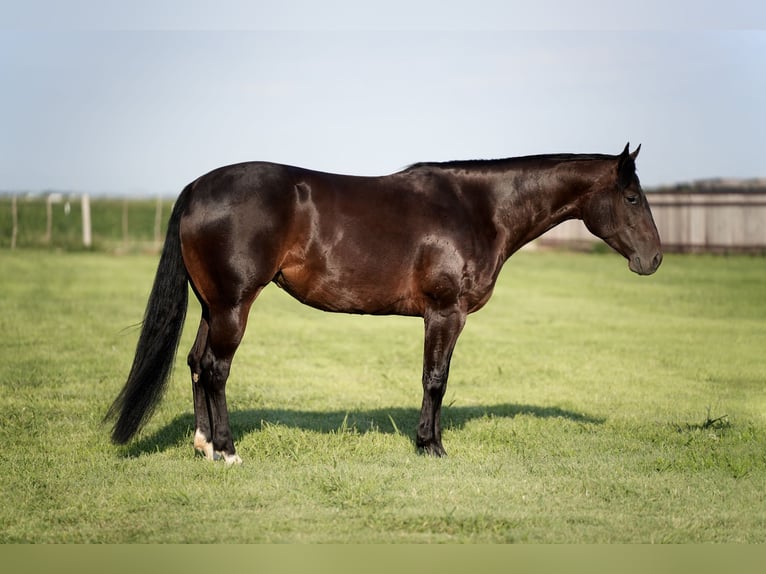 American Quarter Horse Stute 4 Jahre 152 cm Rotbrauner in Amarillo, TX