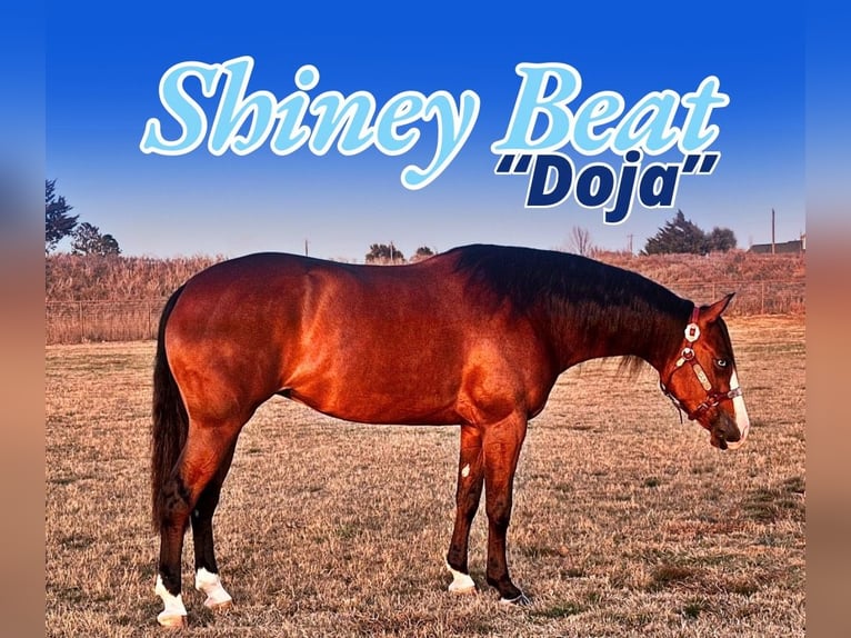 American Quarter Horse Stute 4 Jahre 152 cm Rotbrauner in Whitesboro