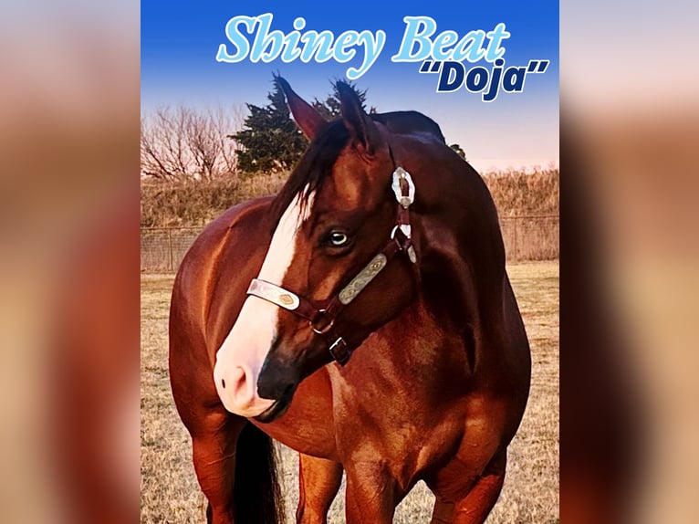 American Quarter Horse Stute 4 Jahre 152 cm Rotbrauner in Whitesboro