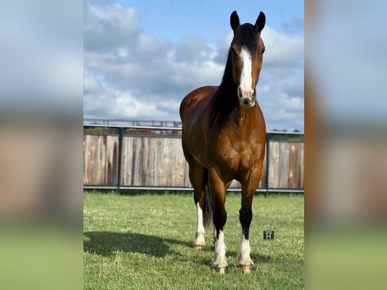 American Quarter Horse Stute 4 Jahre 152 cm Rotbrauner in Jacksboro TX