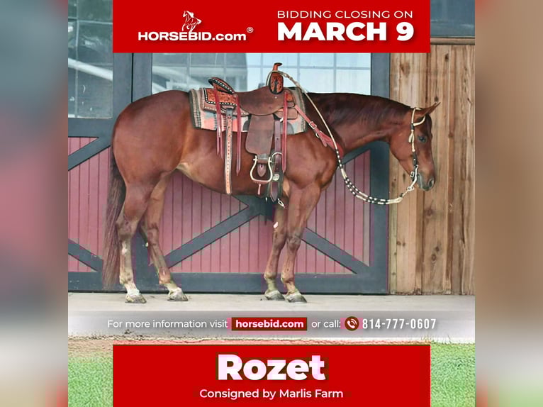 American Quarter Horse Stute 4 Jahre 152 cm Rotfuchs in Rebersburg