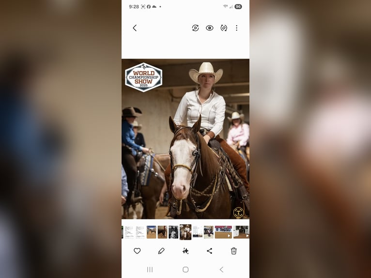 American Quarter Horse Stute 4 Jahre 152 cm Rotfuchs in Lenhartsville, PA