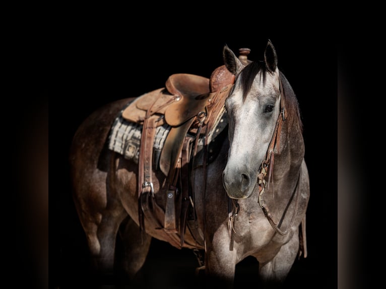 American Quarter Horse Stute 4 Jahre 152 cm Schimmel in Amarillo