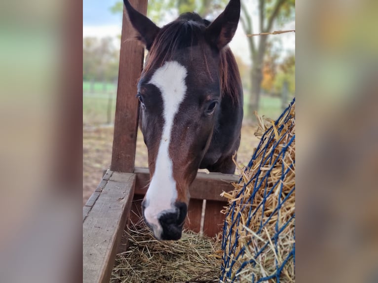 American Quarter Horse Mix Stute 4 Jahre 153 cm Brauner in Lauenau Lauenau