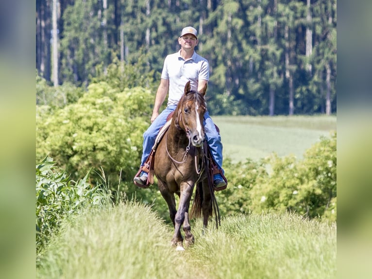 American Quarter Horse Stute 4 Jahre 153 cm Brauner in Ehingen