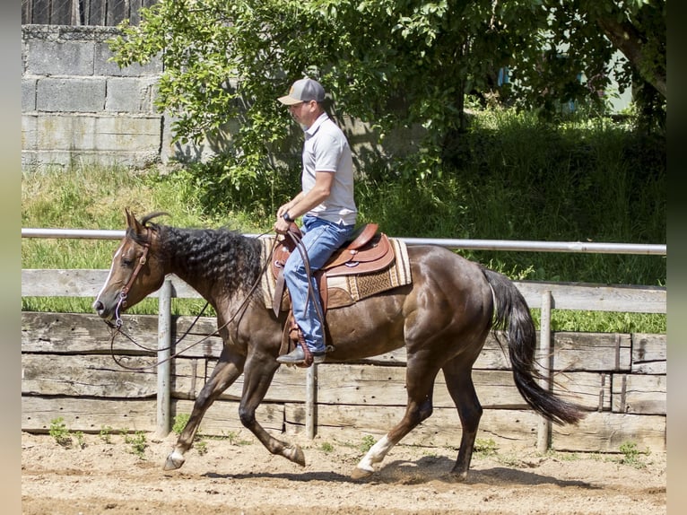 American Quarter Horse Stute 4 Jahre 153 cm Brauner in Ehingen